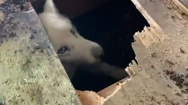 Perdieron a su perro y cuando abrieron un agujero en el suelo de su casa se llevaron esta sopresa