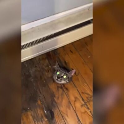 Un pobre gatito se queda atrapado en las tablas del parquet