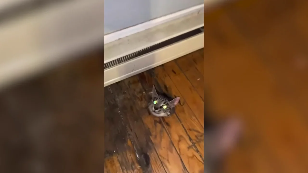 Un pobre gatito se queda atrapado en las tablas del parquet