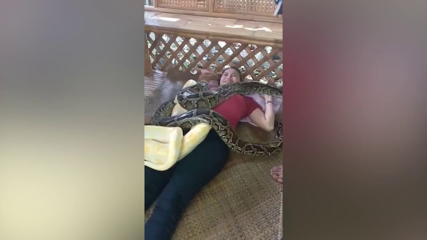 &iquest;Dejar&iacute;as que te diera un masaje una serpiente pit&oacute;n?