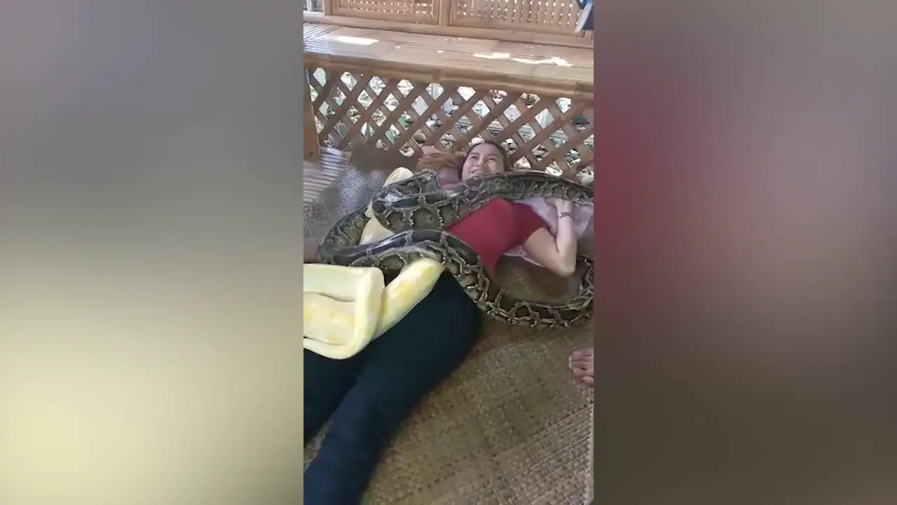 ¿Dejarías que te diera un masaje una serpiente pitón?