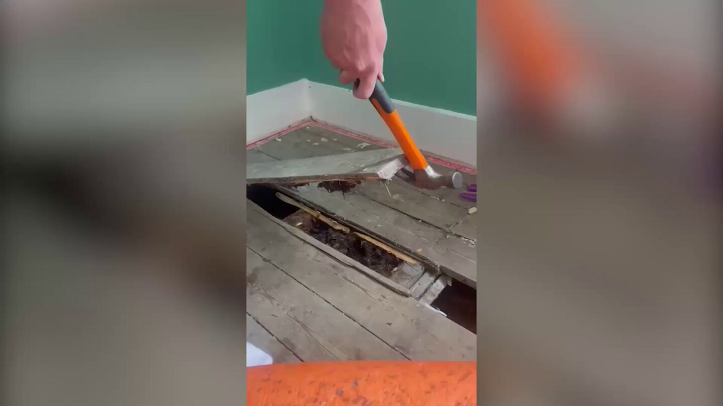 Una pareja descubre que su casa es una gigantesca colmena despu&eacute;s de que la miel comience a gotear por las paredes