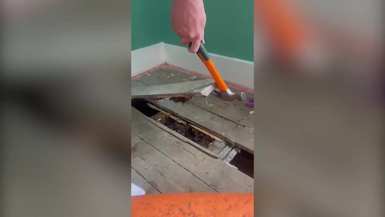 Una pareja descubre que su casa es una gigantesca colmena despu&eacute;s de que la miel comience a gotear por las paredes