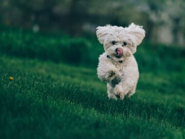 Foto de archivo de un perro corriendo