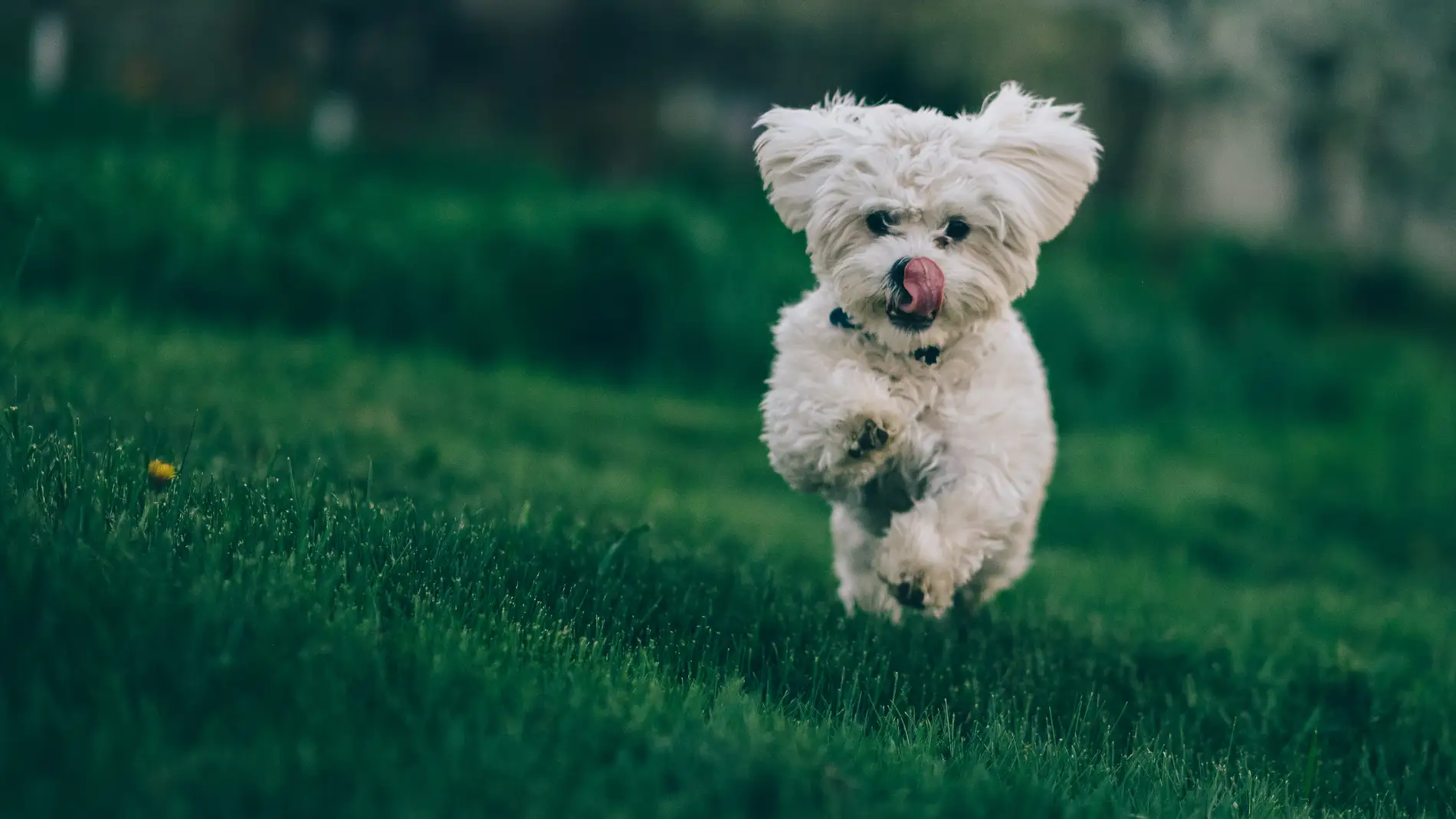Foto de archivo de un perro corriendo