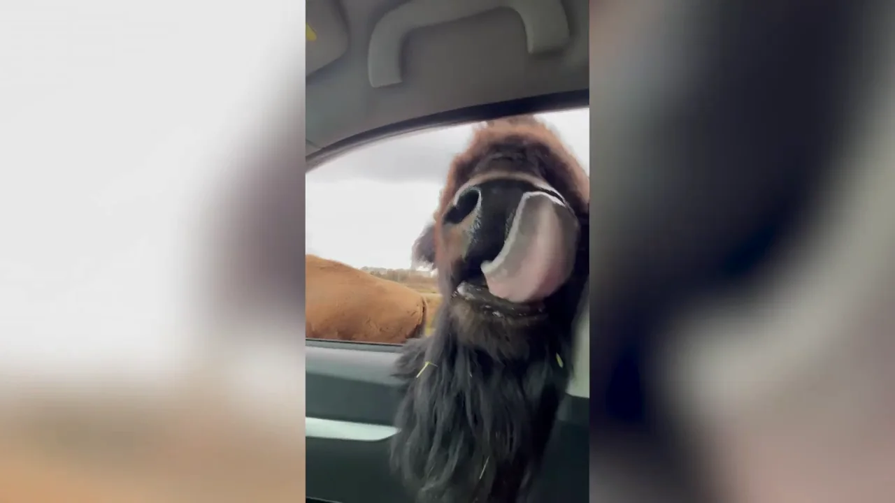Una familia alimenta a unos curiosos bisontes desde el coche