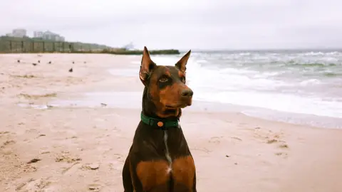 Imagen de archivo de un dóberman en una playa Imagen de archivo de un dóberman en una playa