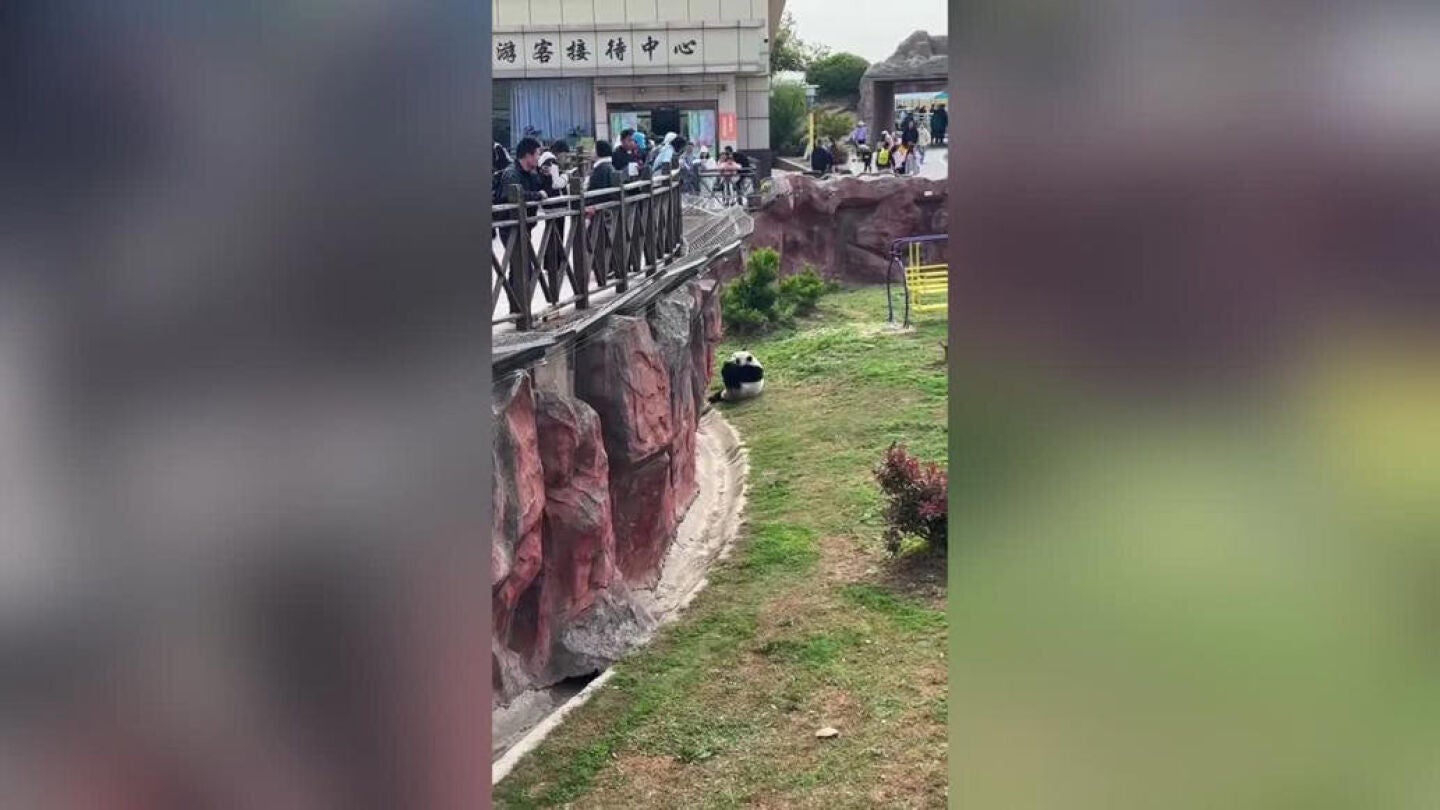 Un oso panda bebi&eacute;ndose un refresco