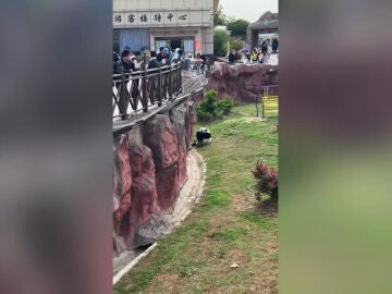 Un oso panda bebi&eacute;ndose un refresco