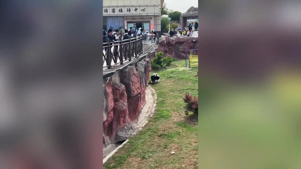 Un oso panda bebiéndose un refresco Un oso panda bebiéndose un refresco