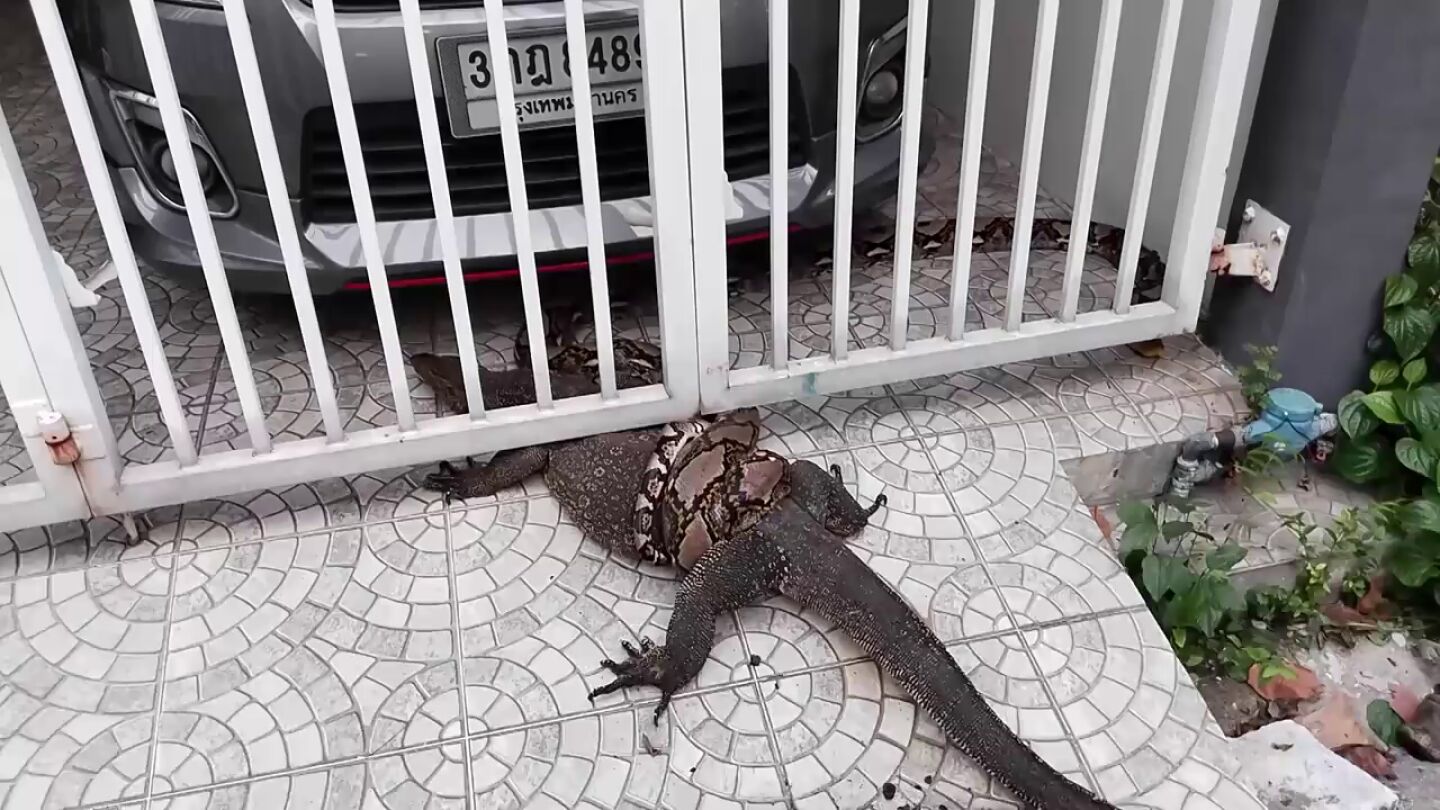 La espectacular batalla de una serpiente pit&oacute;n y un lagarto monitor