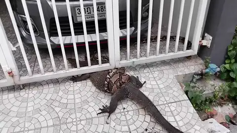 La espectacular batalla de una serpiente pitón y un lagarto monitor La espectacular batalla de una serpiente pitón y un lagarto monitor