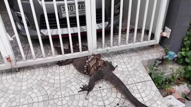 La espectacular batalla de una serpiente pitón y un lagarto monitor