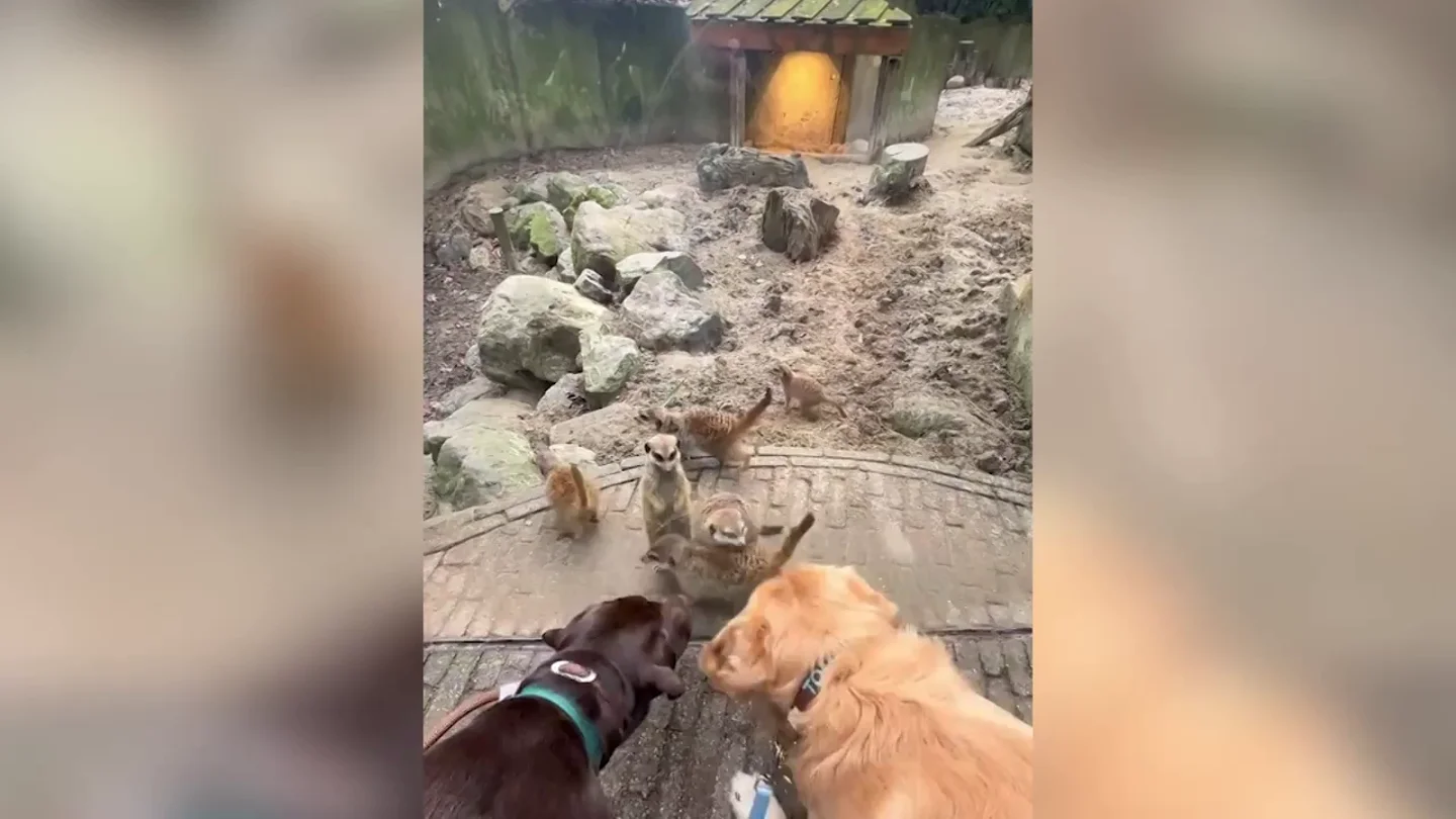 El adorable de dos perros visitando el zoo se vuelve viral en TikTok El adorable de dos perros visitando el zoo se vuelve viral en TikTok