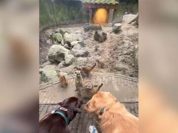El adorable de dos perros visitando el zoo se vuelve viral en TikTok