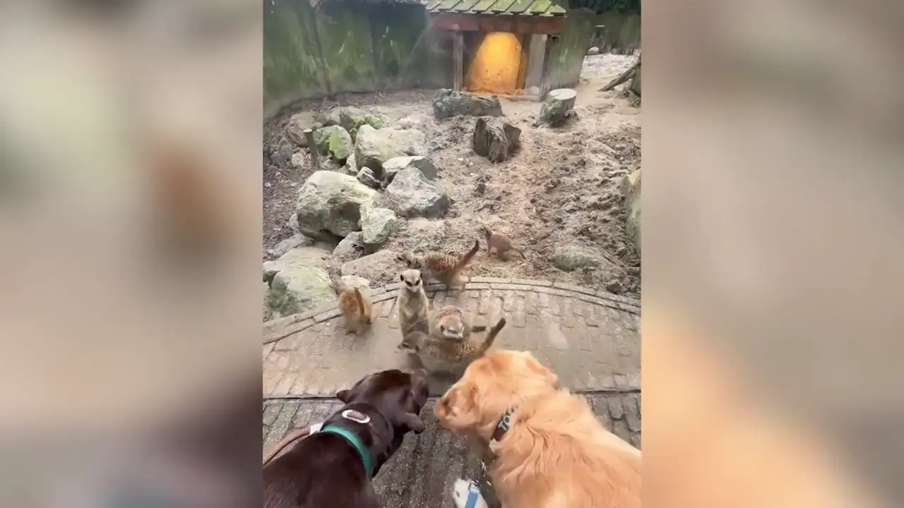 El adorable de dos perros visitando el zoo se vuelve viral en TikTok