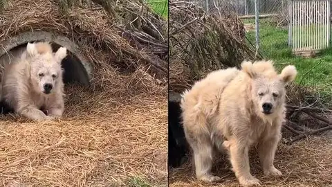 Oso saliendo de su hibernación Oso saliendo de su hibernación