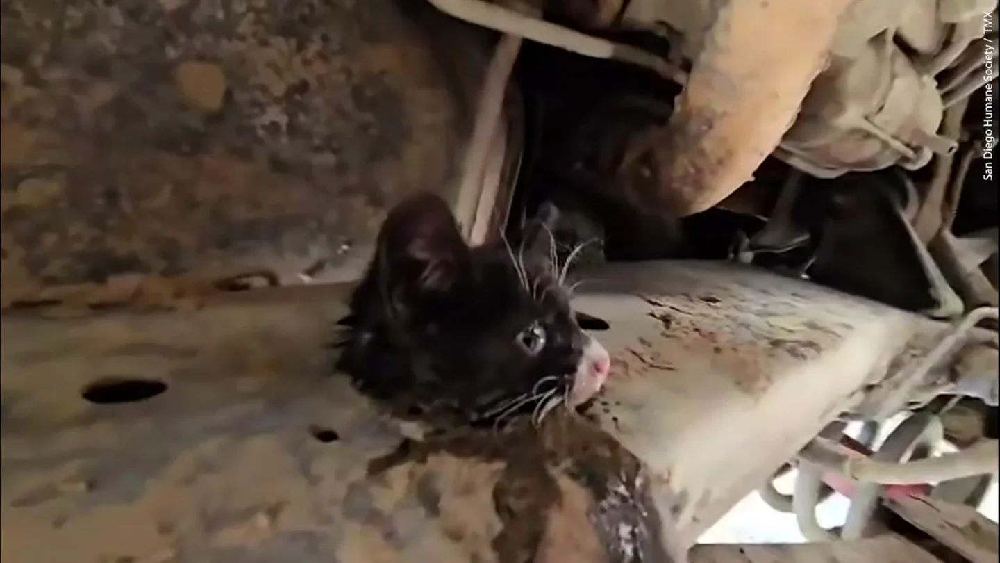 Rescatan a un gatito del chasis de un camión después de que el conductor escuchara unos maullidos Rescatan a un gatito del chasis de un camión después de que el conductor escuchara unos maullidos