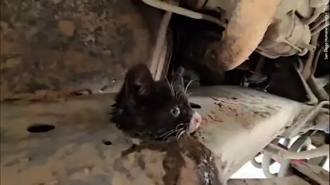 Rescatan a un gatito del chasis de un camión después de que el conductor escuchara unos maullidos Rescatan a un gatito del chasis de un camión después de que el conductor escuchara unos maullidos