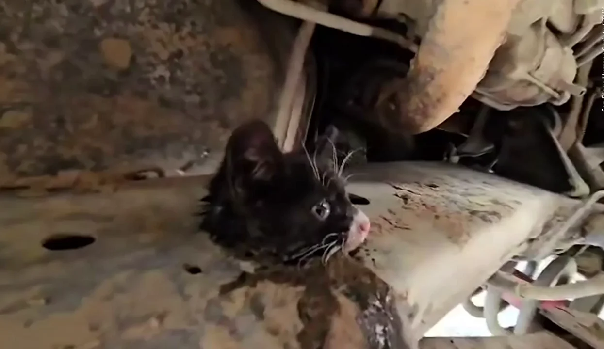 Rescatan a un gatito del chasis de un camión después de que el conductor escuchara unos maullidos