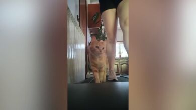 Una gata usa la cinta de correr con su dueña todos los días y conquista a todos en TikTok