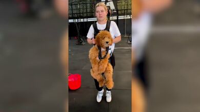 Un perro se vuelve viral por ser el chaleco de peso de su dueña en el gimnasio
