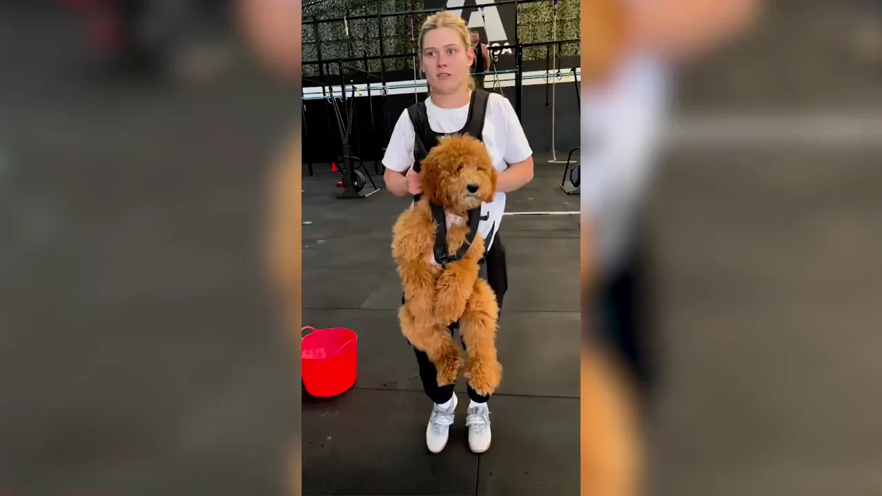Un perro se vuelve viral por ser el chaleco de peso de su due&ntilde;a en el gimnasio