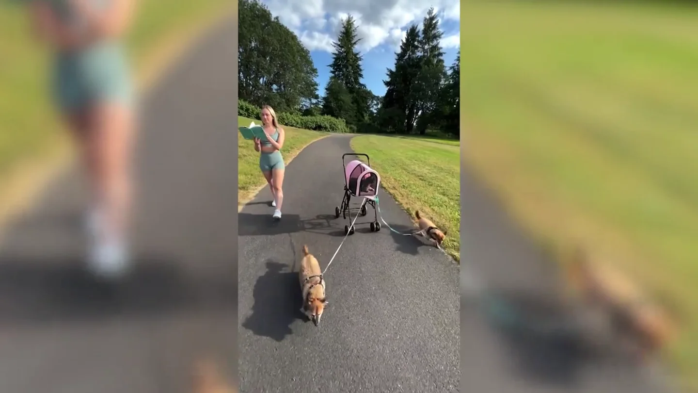 Este gato es tratado como un rey: dos perros tiran de su carrito durante un paseo Este gato es tratado como un rey: dos perros tiran de su carrito durante un paseo