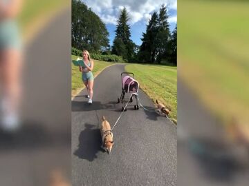 Este gato es tratado como un rey: dos perros tiran de su carrito durante un paseo