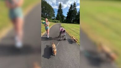 Este gato es tratado como un rey: dos perros tiran de su carrito durante un paseo