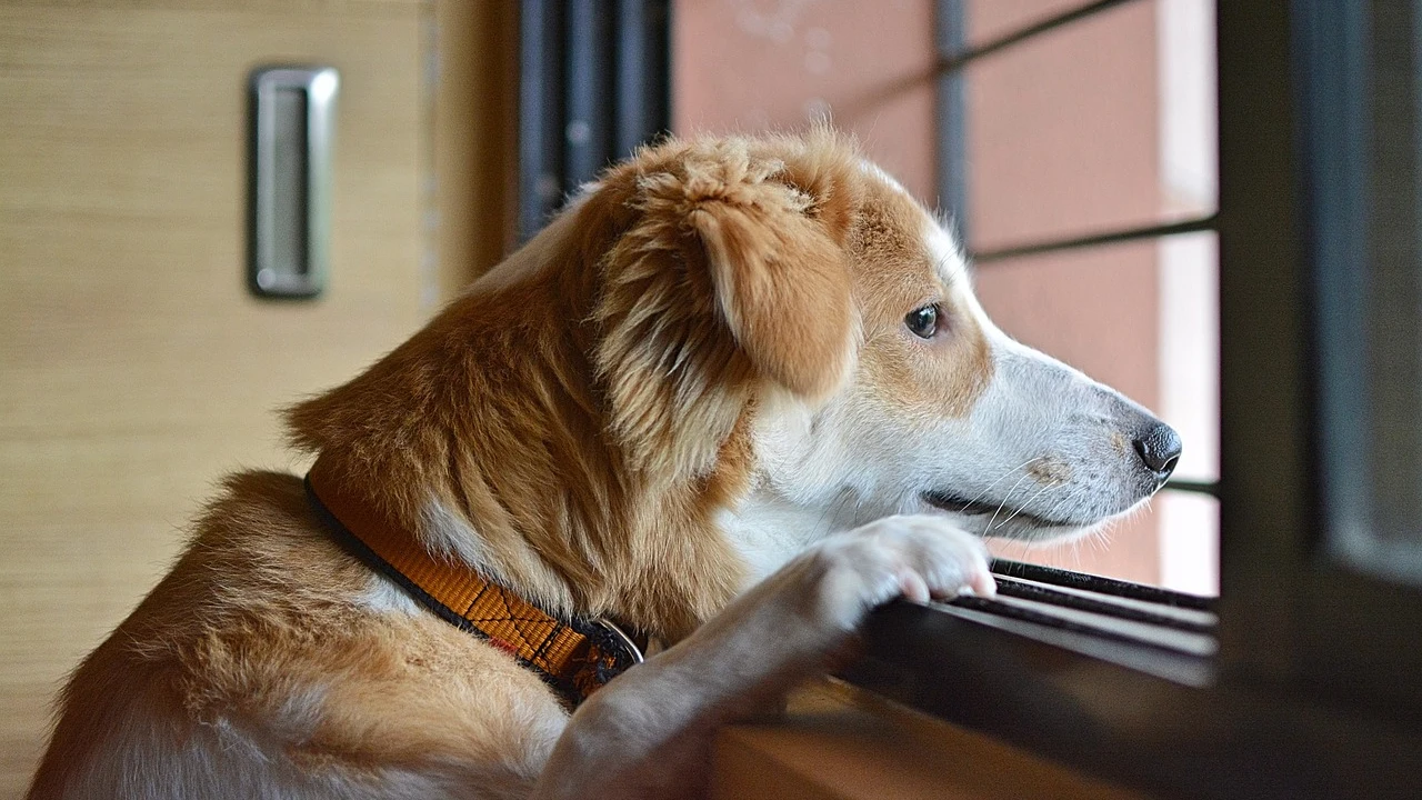 Un perro con la mirada triste Un perro con la mirada triste