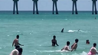Un vídeo muestra a un gran tiburón nadando entre aterrorizados bañistas en Florida: 