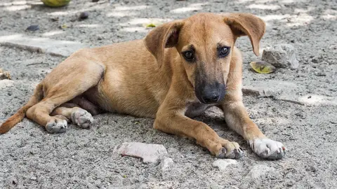 Perro callejero Perro callejero