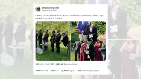 Tuit viral sobre la llama en traje que ha acudido a una boda. Tuit viral sobre la llama en traje que ha acudido a una boda.