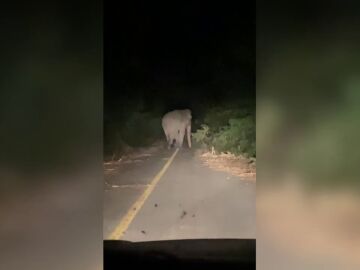 Un conductor se lleva el susto de su vida cuando casi atropella a un elefante de noche