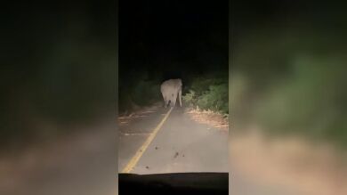 Un conductor se lleva el susto de su vida cuando casi atropella a un elefante de noche