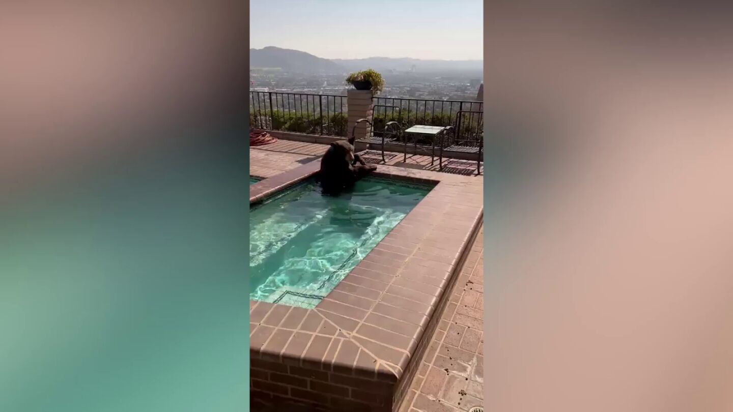 Un oso se ba&ntilde;a en una piscina de California para combatir el calor