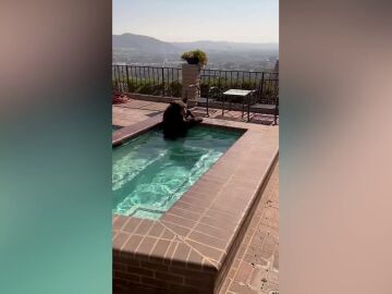 Un oso se baña en una piscina de California para combatir el calor