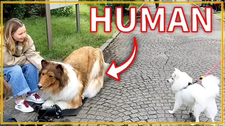 Miniatura del vídeo viral en el que el japonés sale a pasear como si fuera un border collie real.
