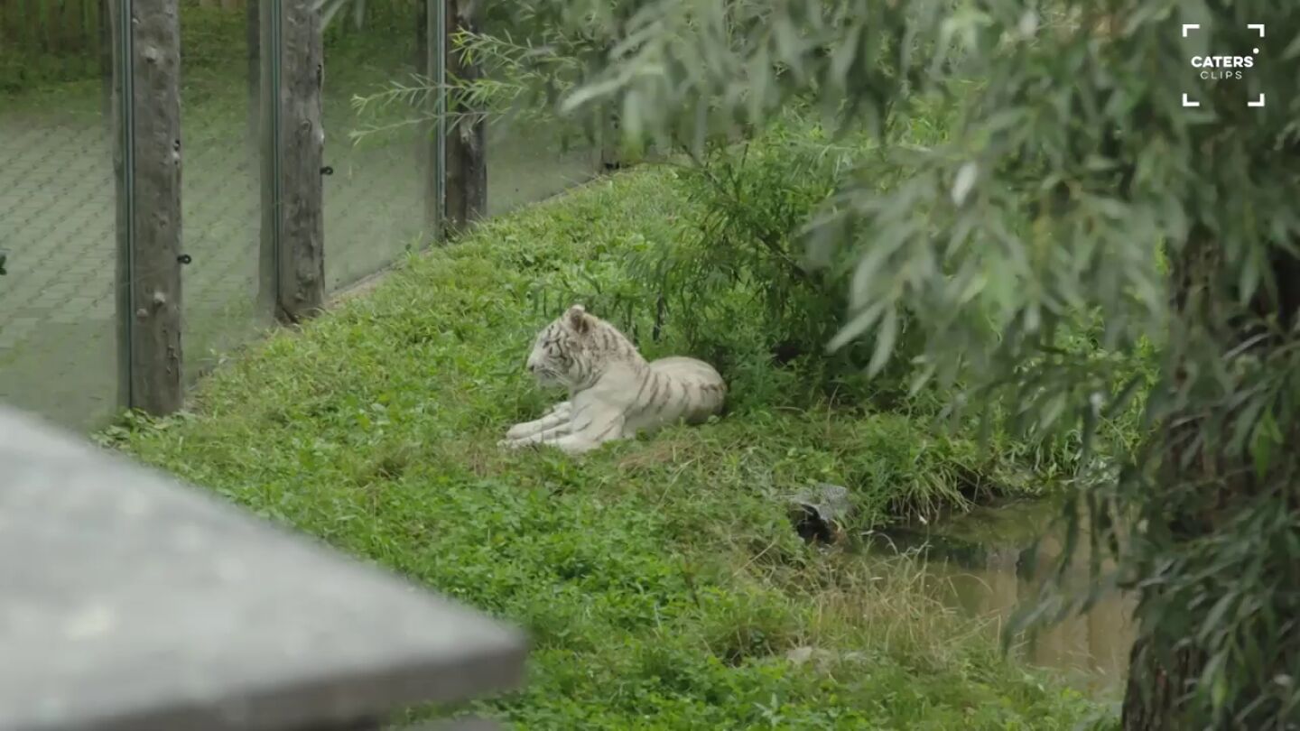 Rescatan a una cr&iacute;a de tigre blanco que iba a ser vendida ilegalmente en la Rep&uacute;blica Checa