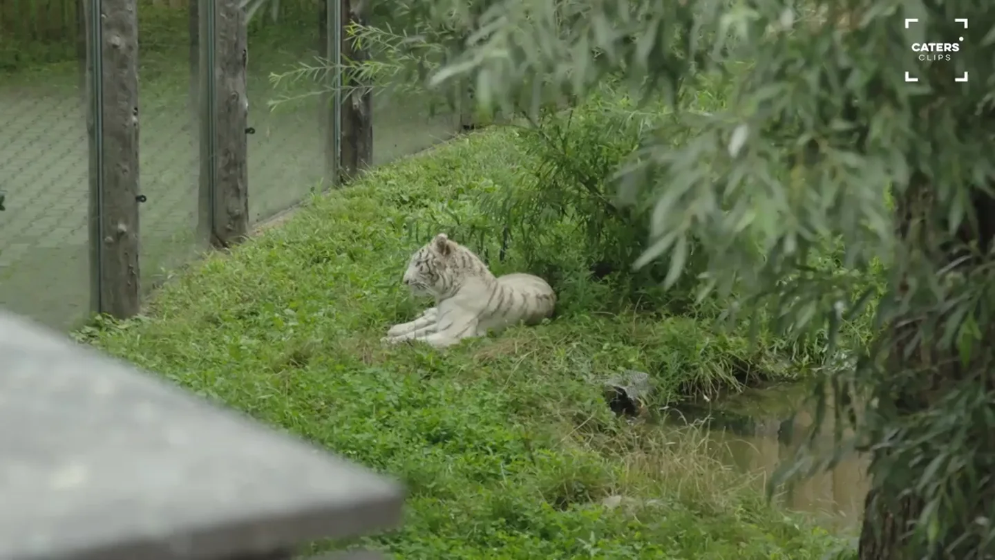 Rescatan a una cría de tigre blanco que iba a ser vendida ilegalmente en la República Checa Rescatan a una cría de tigre blanco que iba a ser vendida ilegalmente en la República Checa