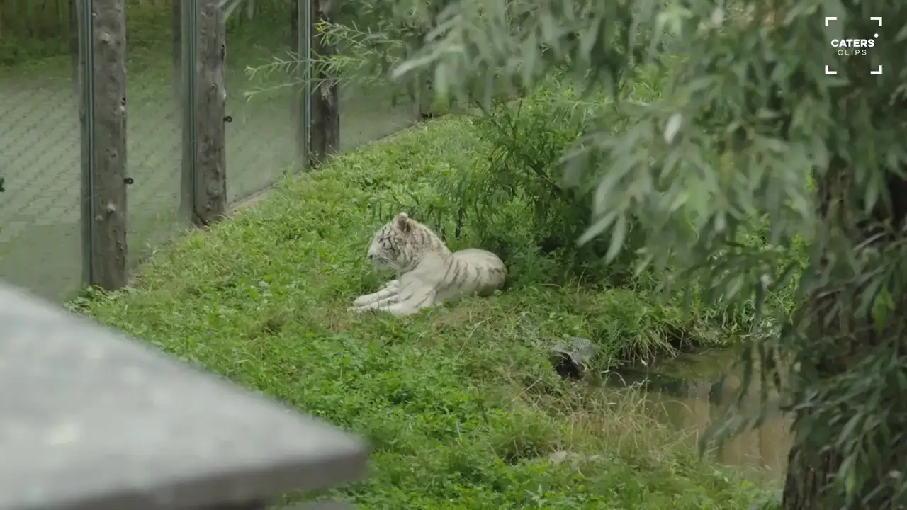 Rescatan a una cría de tigre blanco que iba a ser vendida ilegalmente en la República Checa