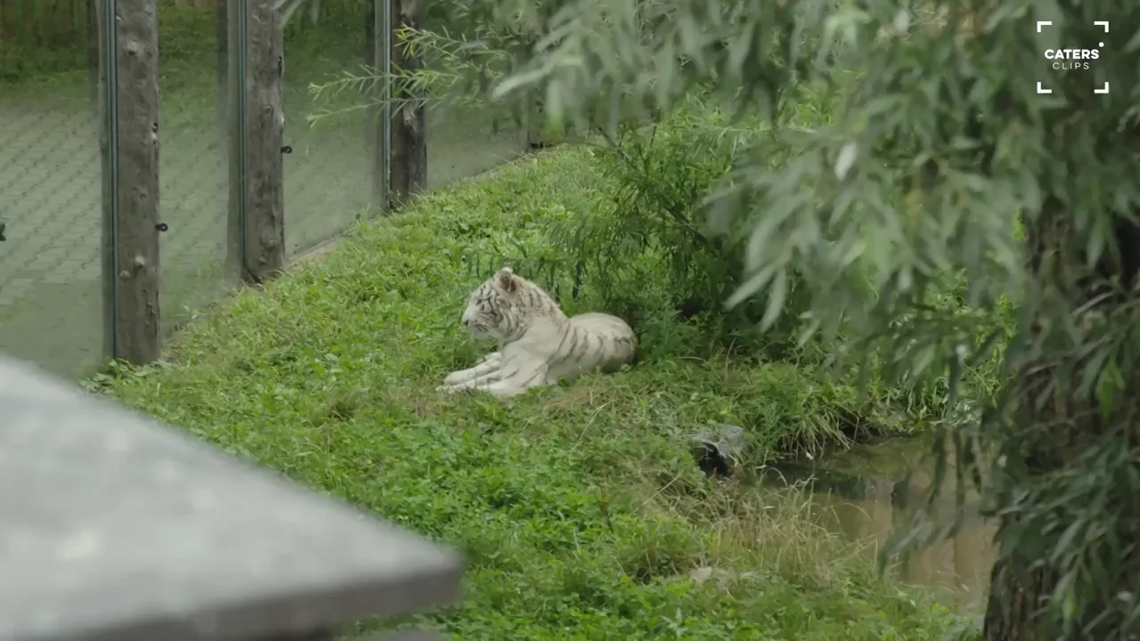 Rescatan a una cr&iacute;a de tigre blanco que iba a ser vendida ilegalmente en la Rep&uacute;blica Checa