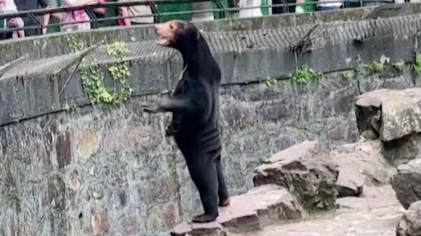 Oso malayo del Zoo de Huangzhou