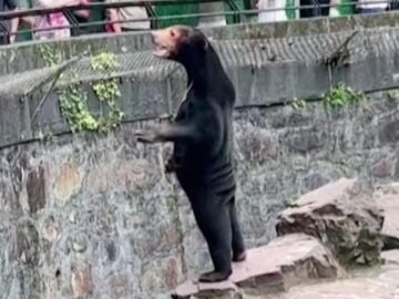 Oso malayo del Zoo de Huangzhou