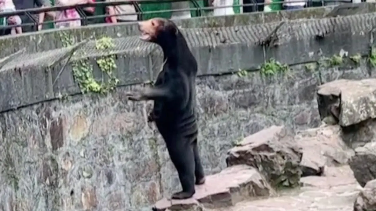 Oso malayo del Zoo de Huangzhou