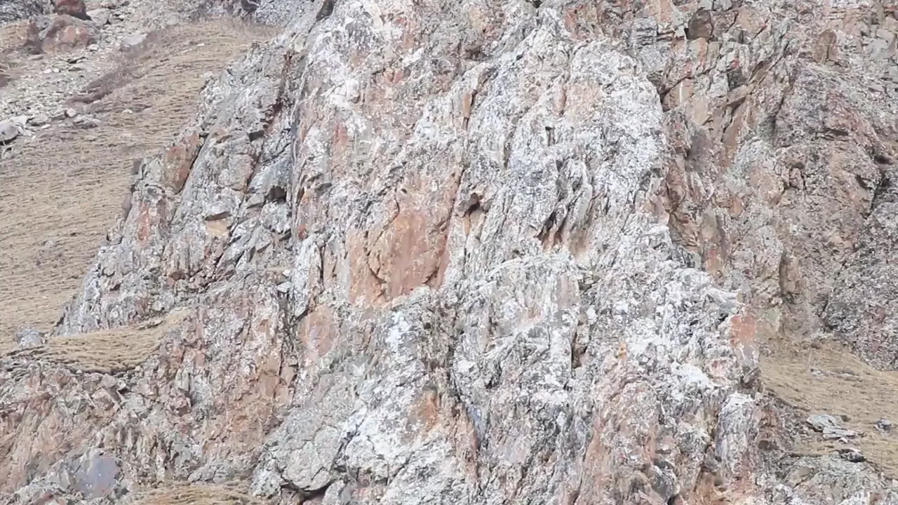 &iquest;Eres capaz de encontrar el leopardo de nieve escondido? El majestuoso depredador es imposible de ver en estas im&aacute;genes