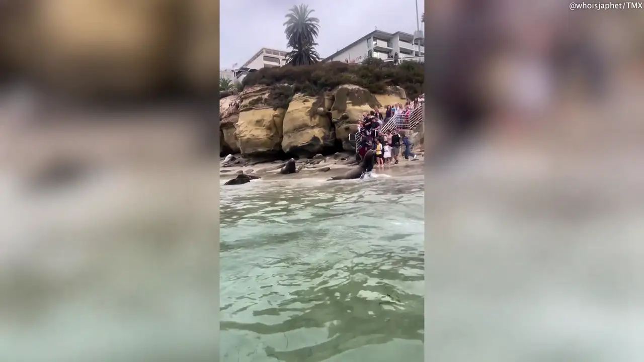 Un grupo de leones marinos cargan con violencia contra unos bañistas echándoles de una playa de California