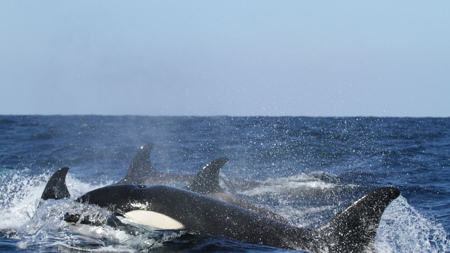 Una manada de orcas