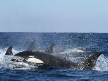 Una manada de orcas